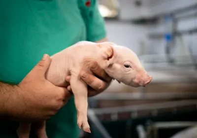 Profile view of a newborn piglet being held by a veterinarian dressed in green.